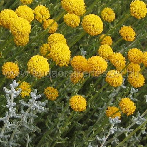 Santolina chamaecyparissus - Cipruska