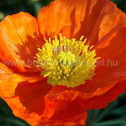 Papaver nudicaule - izlandi mák