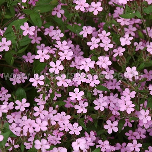 Saponaria ocymoides - Gyepes szappanfű