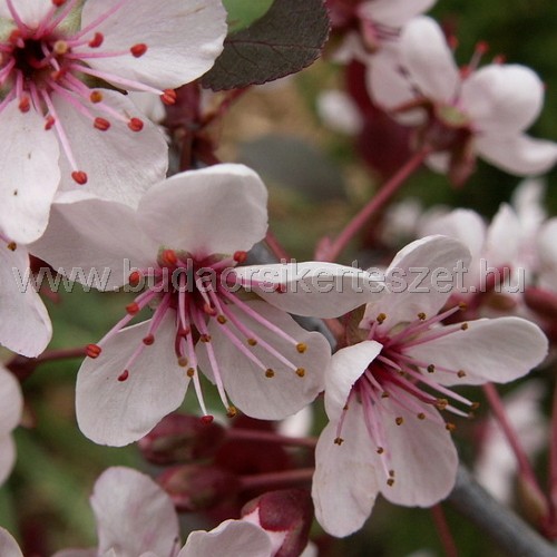 Prunus x cistena