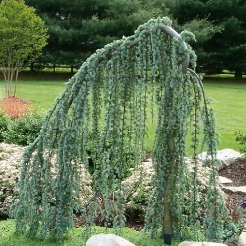 Cedrus atlantica ’Glauca Pendula’ - Atlasz cédrus - csüngő