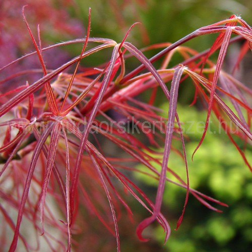 Acer palmatum 'Red Pygmy' - Japán juhar