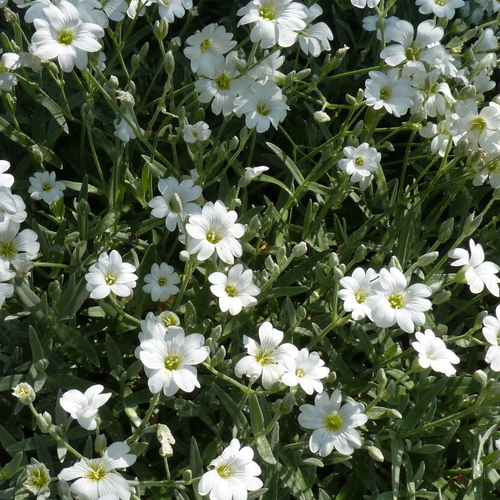 Cerastium tomentosum - Molyhos madárhúr