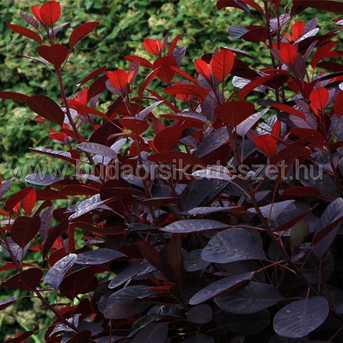 Cotinus coggygria 'Royal Purple' - cserszömörce