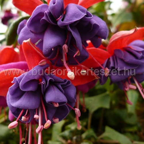 Fuchsia - Fukszia