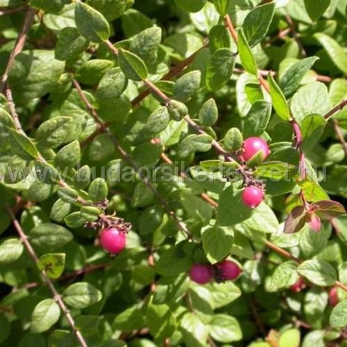 Symphoricarpos chenaultii 'Hancock' - Pettyes hóbogyó