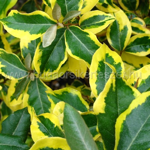 Elaeagnus x ebbingei 'Gilt Edge' - Sárgatarka levelű ezüstfa