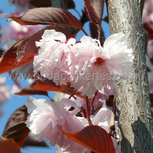 Prunus serrulata' Royal Burgundy' - Díszcseresznye