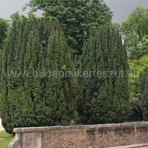 Taxus baccata 'Fastigiata' - Oszlop tiszafa