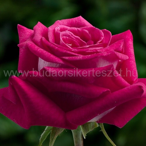 Rózsa 'Agkon'