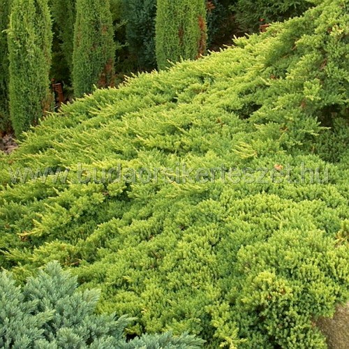 Juniperus procumbens 'Nana' - Japán kúszó boróka