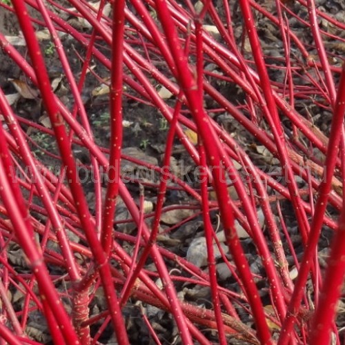 Cornus alba 'Sibirica' - Szibériai fehér som
