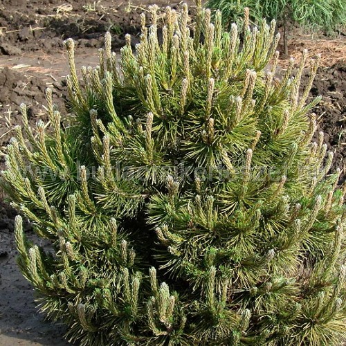 Pinus mugo 'Mughus' - Havasi törpefenyő