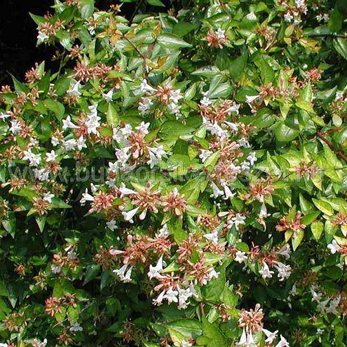 Abelia x grandiflora - nagyvirágú tárnicslonc
