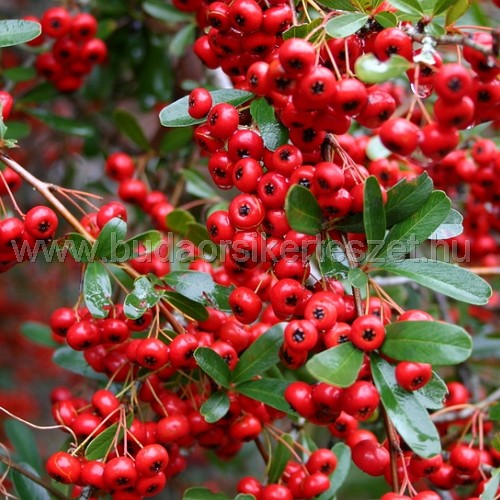 Pyracantha coccinea - Tűztövis