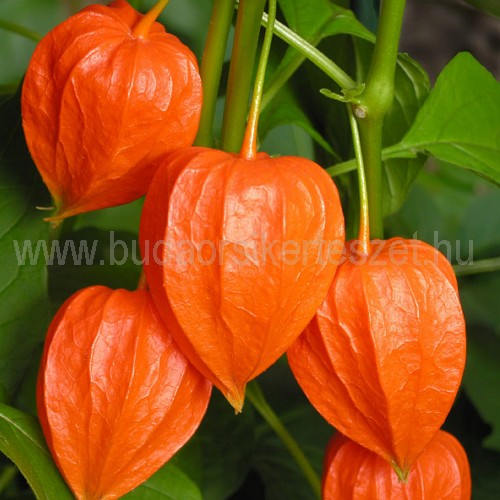 Physalis alkekengi 'Halloween Queen' - Földicseresznye