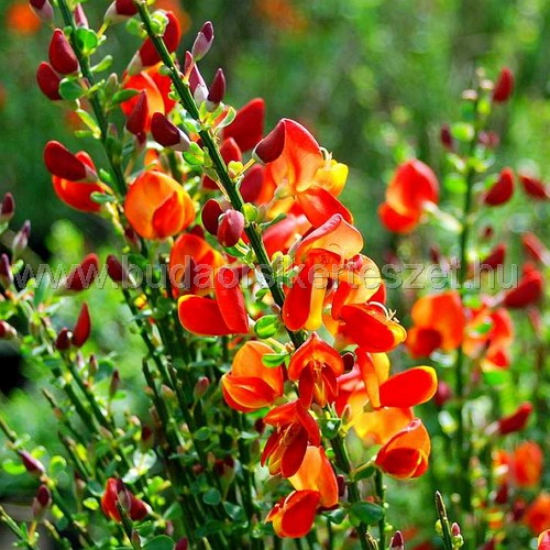 Cytisus scoparius 'Lena' - Zanót