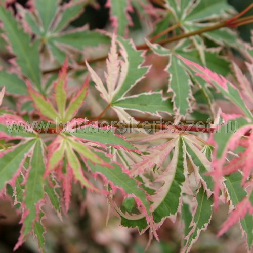 Acer palmatum 'Butterfly' - Rózsaszín-tarka levelű japán juhar