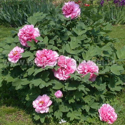 Paeonia suffruticosa - Fás bazsarózsa