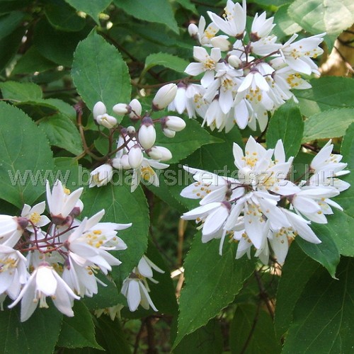 Deutzia sp. - Gyöngyvirágcserje