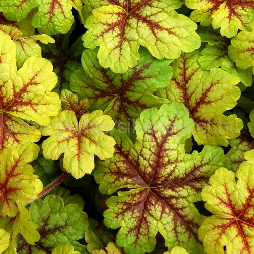 Heucherella 'Alabama Sunrise' - Tűzeső