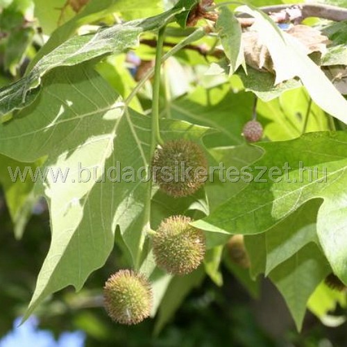 Platanus acerifolia - Juharlevelű platán