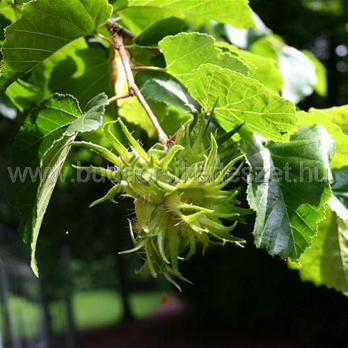 Corylus colurna - Törökmogyoró