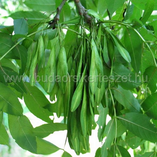 Fraxinus excelsior - Magas kőris