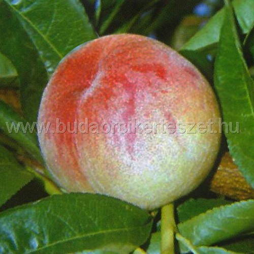 Prunus persica 'Mariska' - őszibarack