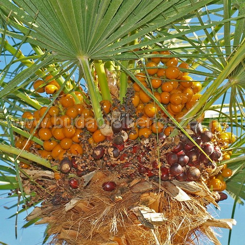 Chamaerops humilis - törpe lószőrpálma