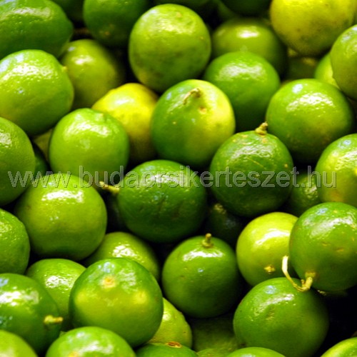 Citrus lime 'Verde' - Lime
