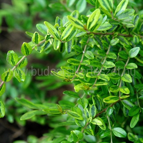 Lonicera nitida 'Lima Beauty' - Terülő mirtuszlonc