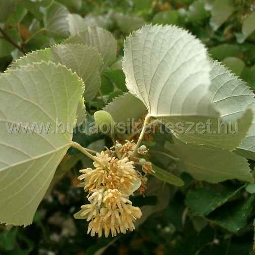 Tilia tomentosa 'Szeleste' - Ezüsthárs