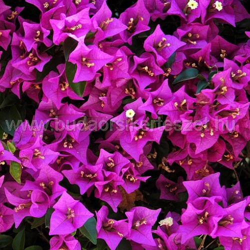 Bougainvillea glabra - Murvafürt fajták