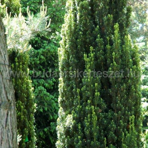 Taxus baccata 'Fastigiata Robusta' - Oszlop tiszafa