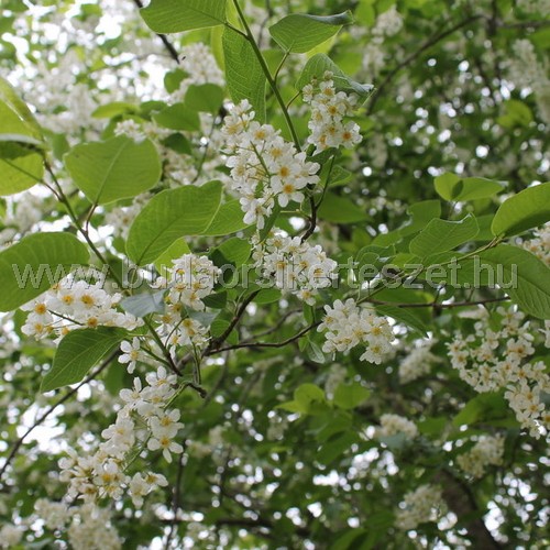 Prunus padus 'Le Thoureill' - Májusfa