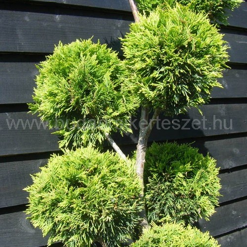 x Cupressocyparis leylandii 'Castlewellan Gold Pom-Pon' - Leyland ciprus - formára nyírt