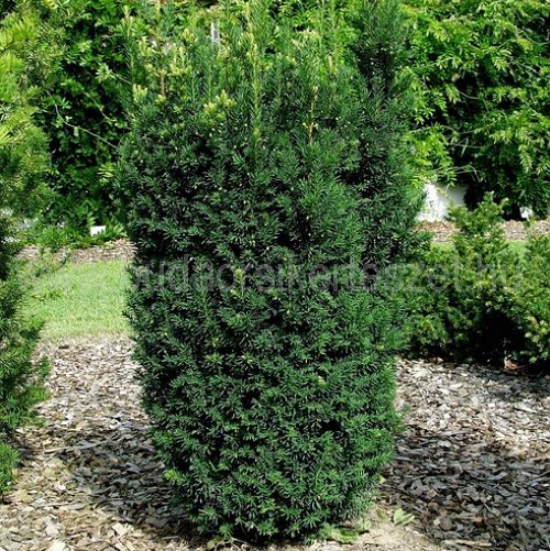 Taxus media 'Hillii' - Oszlopos tiszafa