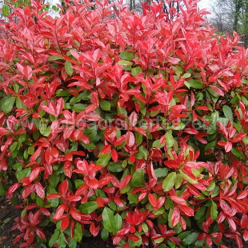 Photinia fraseri - Korallberkenye