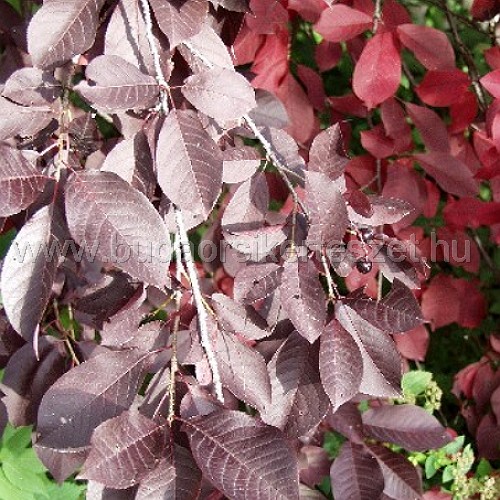 Prunus virginiana 'Schubert' - Díszcseresznye