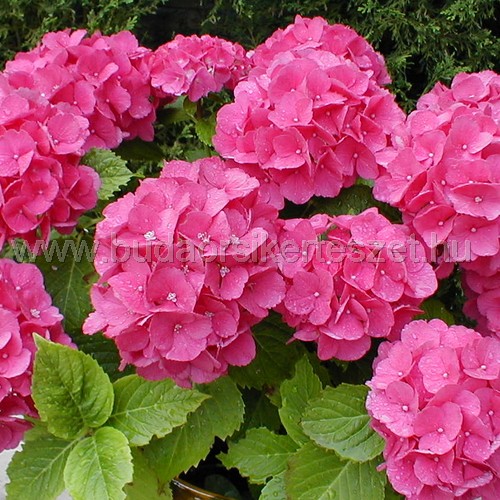 Hydrangea sp. - Hortenzia