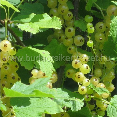 Ribes vulgare