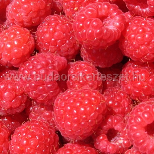Rubus idaeus 'Fertődi Zamatos'