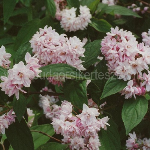 Deutzia x hybrida 'Pink Pom Pom' - Gyöngyvirágcserje