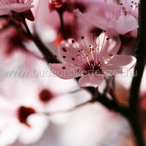 Prunus cerasifera 'Woodii' - Vérszilva