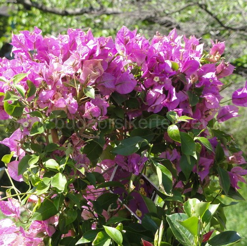 Bougainvillea glabra ’Sanderiana Pyramide' - Murvagürt karóra futtatva