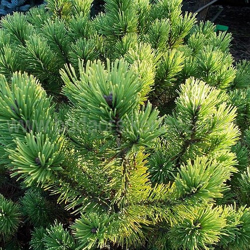 Pinus mugo - Havasi törpefenyő