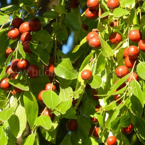 Ziziphus jujuba 'Lang' - Közönséges jojoba