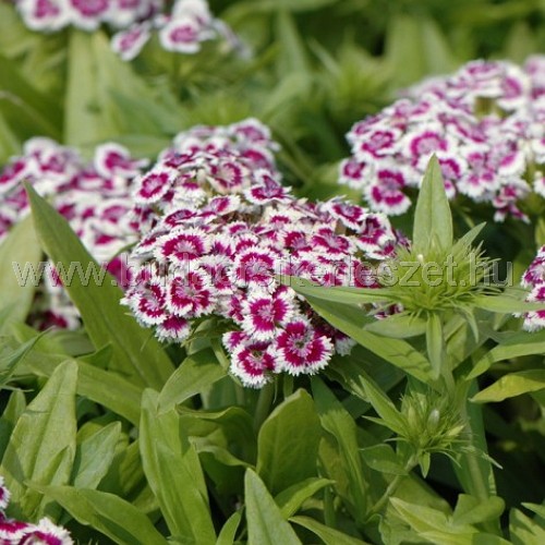 Dianthus barbatus 'Barbarini Mix' - Törökszegfű