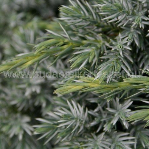 Juniperus communis 'Green Carpet' - Közönséges zöld szőnyeg boróka 